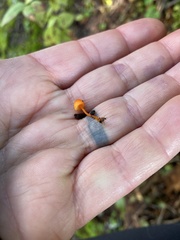 Mycena strobilinoidea