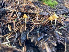 Mycena strobilinoidea