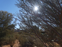 Hakea leucoptera leucoptera