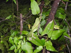 Leichhardtia longiloba