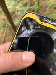 Netrostylis capillaris