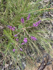 Comesperma ericinum