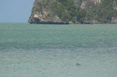 Sousa chinensis