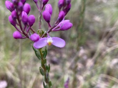 Comesperma ericinum
