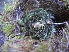 Chrysococcyx cupreus insularum