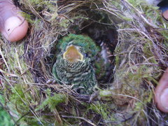 Chrysococcyx cupreus insularum