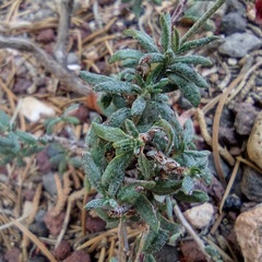 Eriogonum microtheca simpsonii