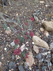 Eriogonum microtheca simpsonii