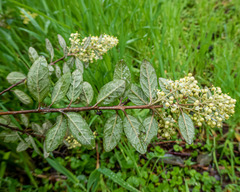 Pomaderris racemosa