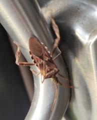 Leptoglossus occidentalis