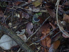 Sanguinoderma rugosum