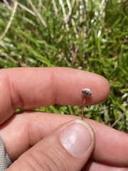 Lachnocaulon