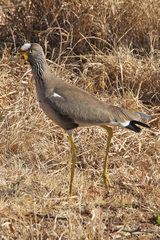 Vanellus senegallus lateralis