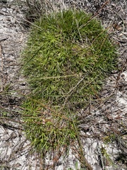 Lachnocaulon