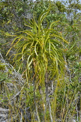 Lomandra insularis