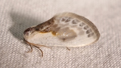 Cilix glaucata