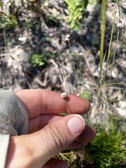 Lachnocaulon