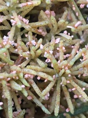 Chrysomyxa arctostaphyli