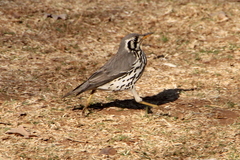 Turdus litsitsirupa