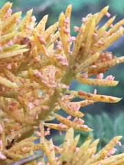 Chrysomyxa arctostaphyli