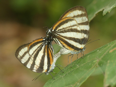 Arawacus separata