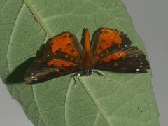 Parvospila emylius