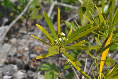 Rauvolfia semperflorens