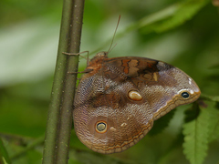Catoblepia xanthicles