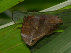 Catoblepia xanthicles