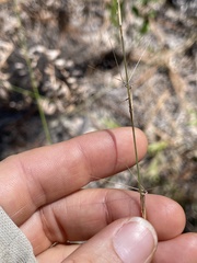 Aristida mohrii