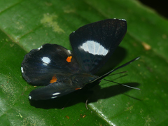 Cyrenia martia