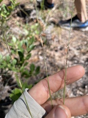 Aristida mohrii