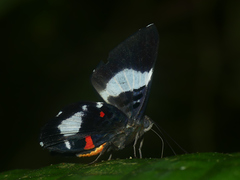 Cyrenia martia