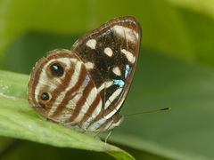 Dynamine gisella