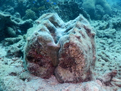 Hippopus hippopus