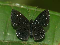 Echydna punctata