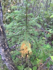 Chrysomyxa arctostaphyli