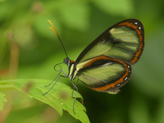 Ithomia salapia