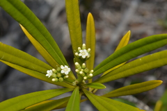 Rauvolfia semperflorens
