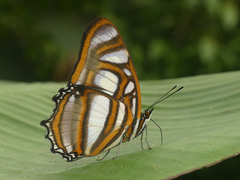 Metamorpha elissa