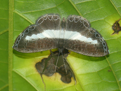 Nymphidium baeotia