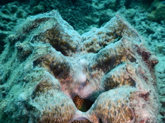 Hippopus hippopus