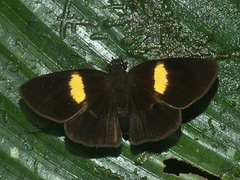 Potamanaxas flavofasciata