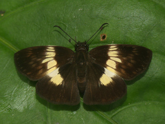 Potamanaxas paralus
