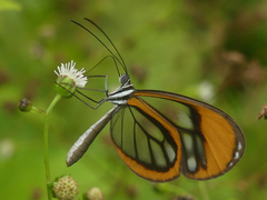 Pseudoscada florula aureola