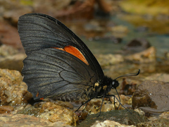 Papilio euterpinus