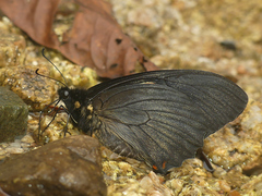 Papilio euterpinus