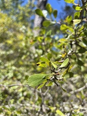 Crataegus lassa