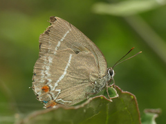 Strephonota strephon