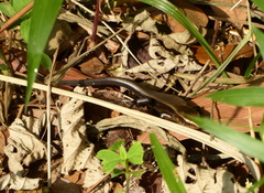 Eutropis multifasciata